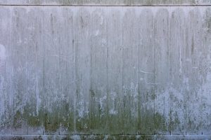 mold-on-wall