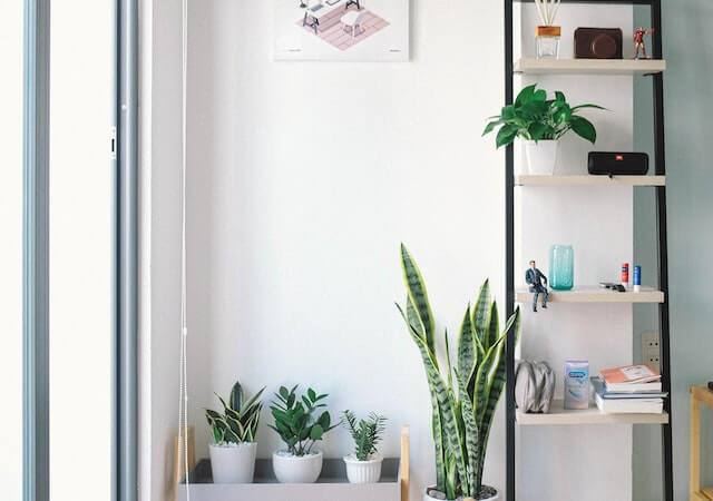 How Can I Decorate My Living Room With Indoor Plants